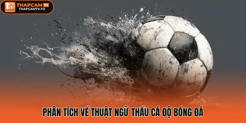 Phân tích về thuật ngữ thầu cá độ bóng đá